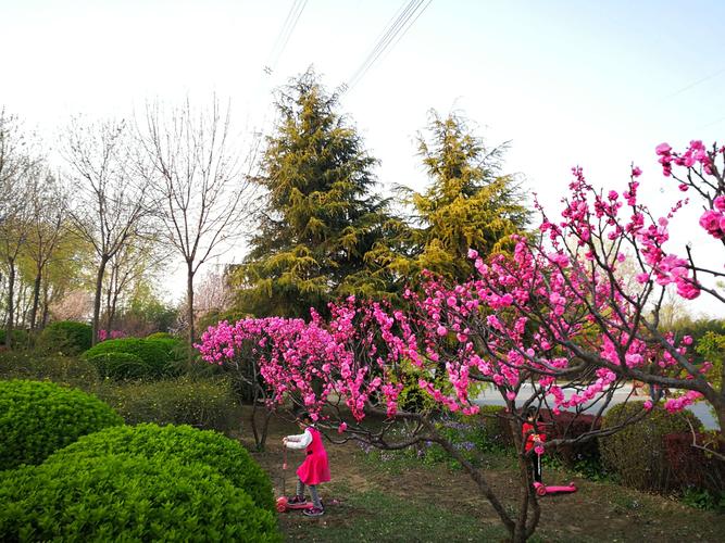 美園和花 美園和花